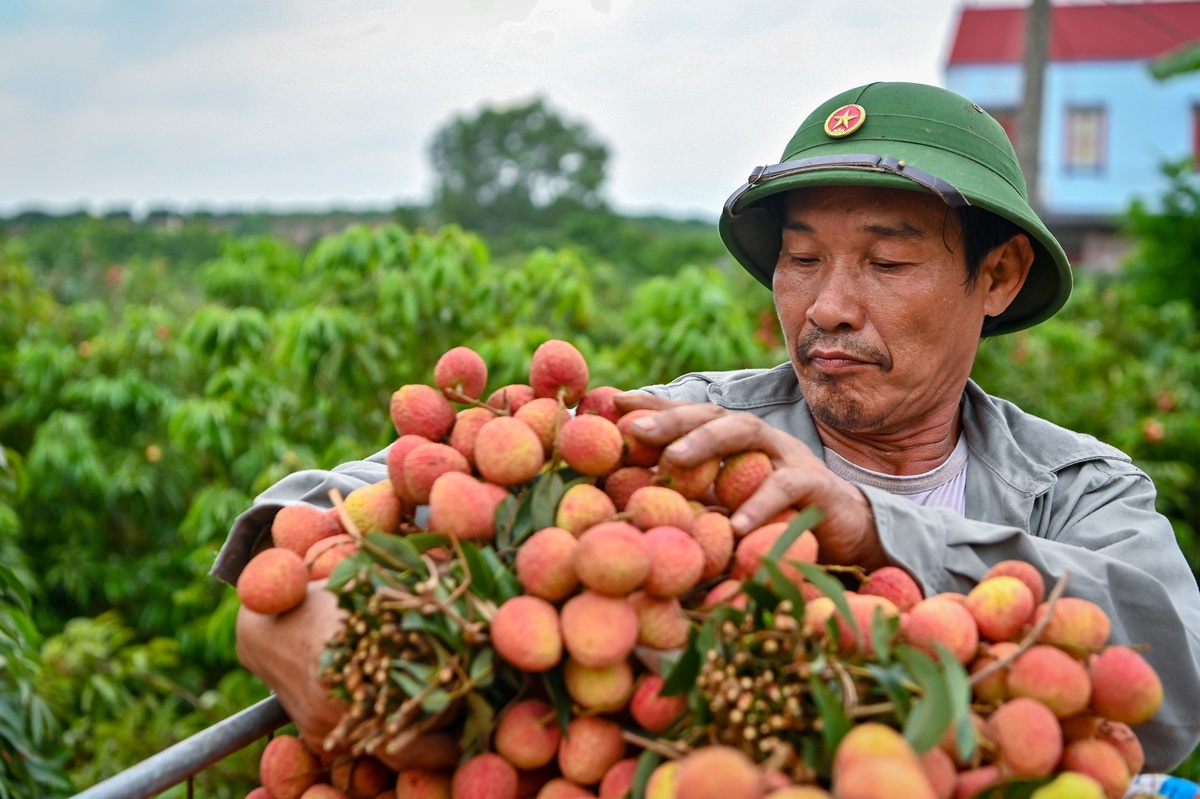 Les localités vietnamiennes considérées comme des capitales des fruits et autres produits agricoles